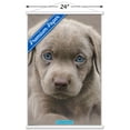 thumbnail image 3 of Keith Kimberlin - Puppy - Blue Eyes Wall Poster with Wooden Magnetic Frame, 22.375" x 34", 3 of 3