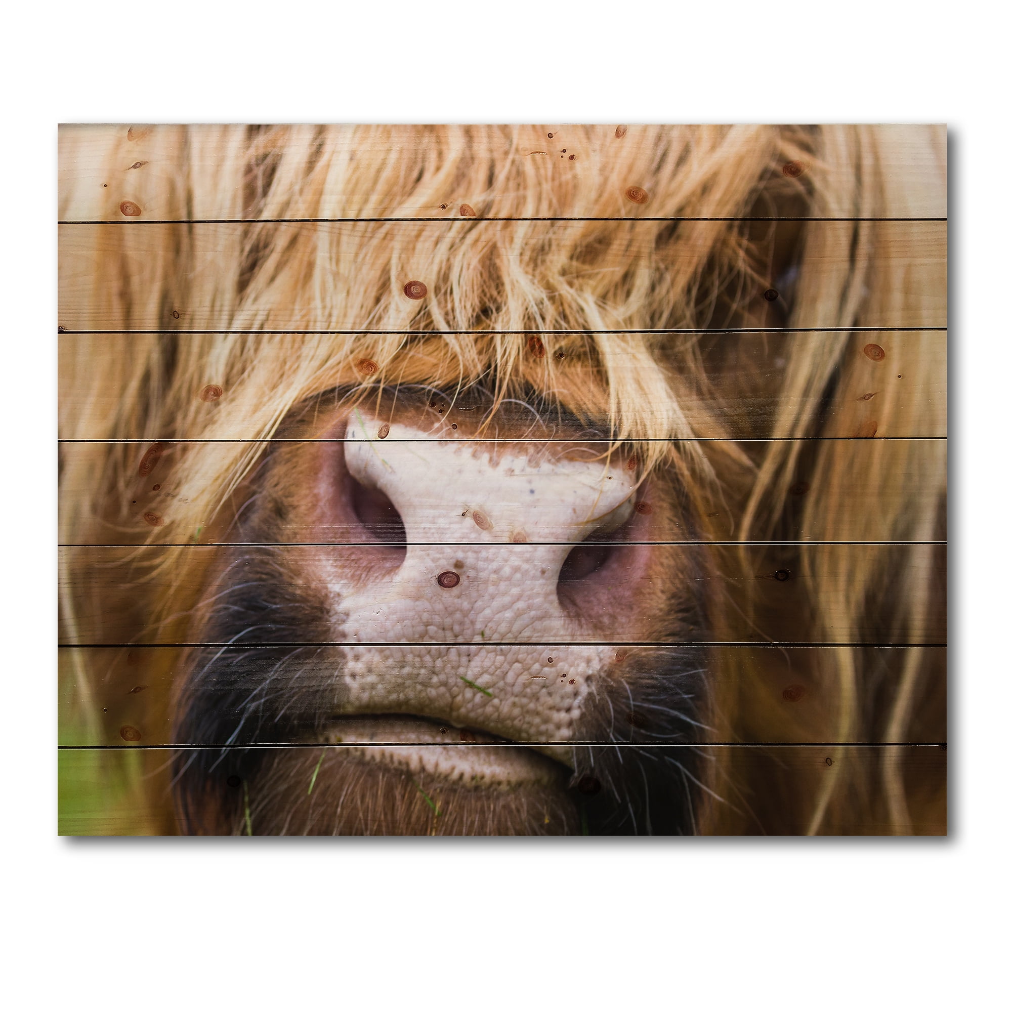 Designart 'Close-Up Highland Cattle' Farmhouse Print on Natural Pine Wood