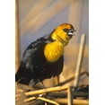 thumbnail image 2 of Fitzharris, Tim 11x14 Black Ornate Wood Framed with Double Matting Museum Art Print Titled - Yellow-headed Blackbird, 2 of 4