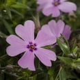 thumbnail image 3 of Expert Gardener 1.5PT Pink Phlox Live Perennial Plant Sun 5-Pack, 3 of 6