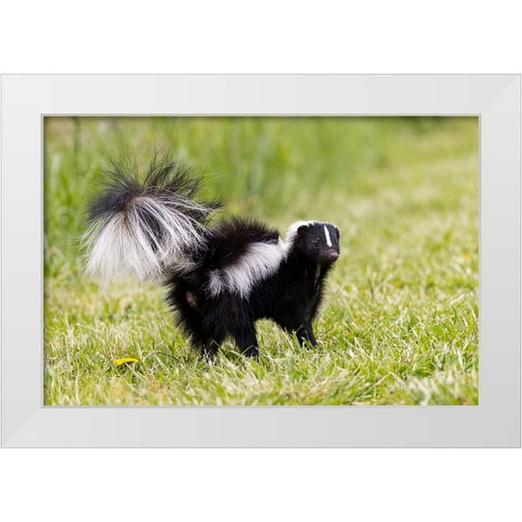 Day, Richard and Susan 14x11 White Modern Wood Framed Museum Art Print Titled - Striped skunk digging for food