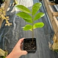 thumbnail image 3 of Soursop Tree Live Plant, 10-14 Inch Tall, Well Rooted, Tropical Fruit Tree for Outdoor Planting, 3 of 5