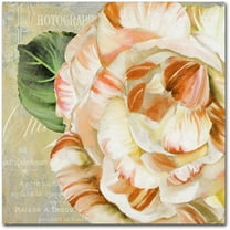 Trademark Fine Art "Camellias I" Canvas Art by Color Bakery