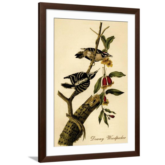 Art.com Downy Woodpecker Art Print by John James Audubon, Brown Frame Wall Art, 32" x 44"