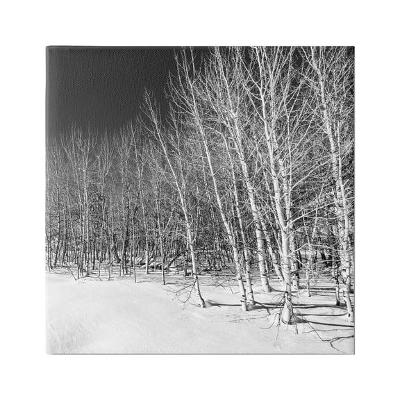 Stupell Industries Mysterious Snowy Forest Looming Nighttime Birch Trees Photograph Gallery Wrapped Canvas Print Wall Art, Design by Steve Smith
