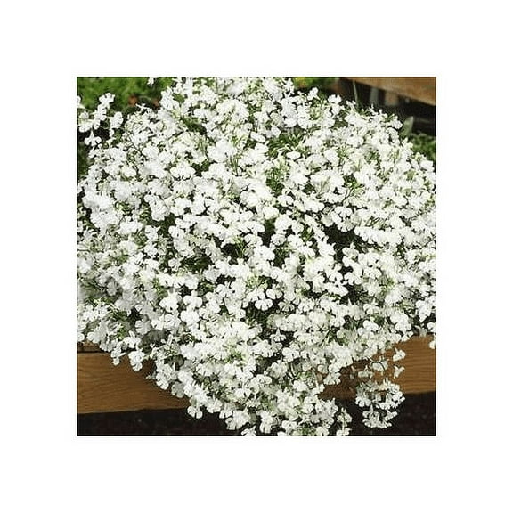 Lobelia Fountain - White Nice Garden Flower By Seed Kingdom BULK 20,000 Seeds