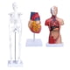 thumbnail image 5 of Modelo de esqueleto de torso de corazón ANGGREK Kit de modelo anatómico humano PVC respetuoso con el medio ambiente, 5 of 7