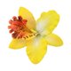 thumbnail image 1 of CAIROYAR Pinza para el pelo con orquídea tailandesa de Hawái, 1 of 7