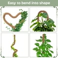 thumbnail image 3 of Soportes para plantas K-Brands, paquete de 2, tutores de musgo flexibles de 71 cm, 3 of 6