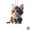 G, variant on 2D Cat Car Charm Car Rear View Mirror Hanging Cat Ornament Pendant NEW F R8H5