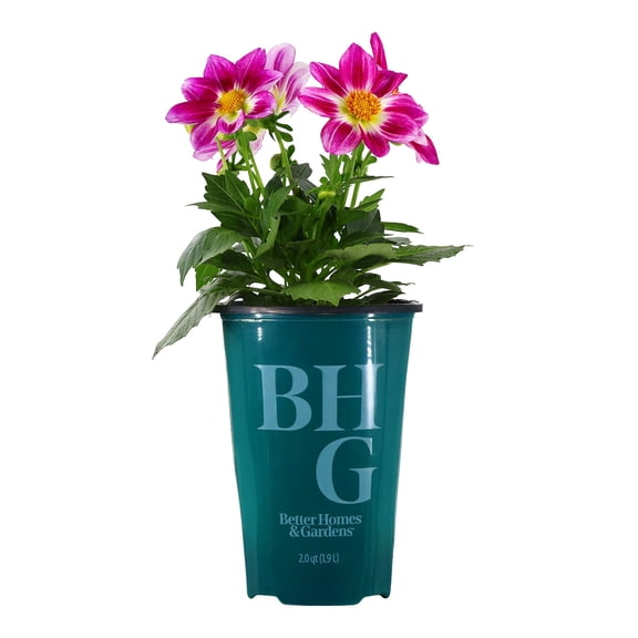 Better Homes & Gardens 14" Purple Multicolor Dahlia Live Plants in 7" Grower Pot Full Sun