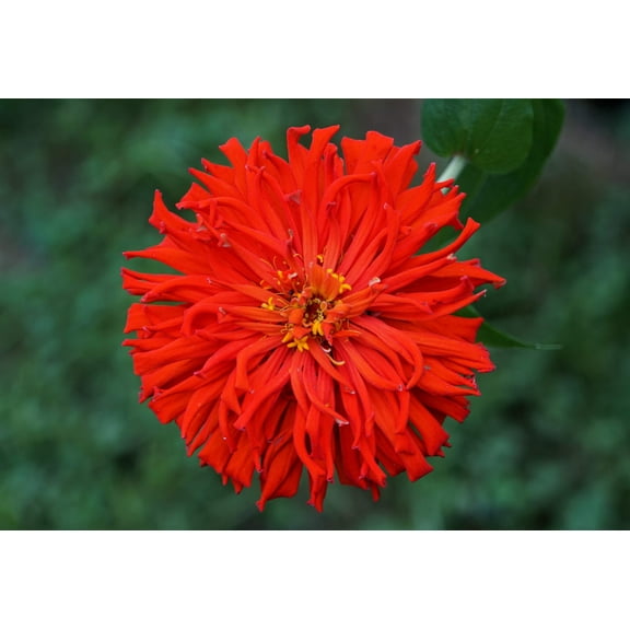 300 Burpeeana Giant Mix CACTUS FLOWERED ZINNIA Elegans Flower Seeds