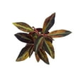 thumbnail image 3 of Begonia rajah, 4 inch Pot, Extremely Rare Homegrown Exclusive, 3 of 3