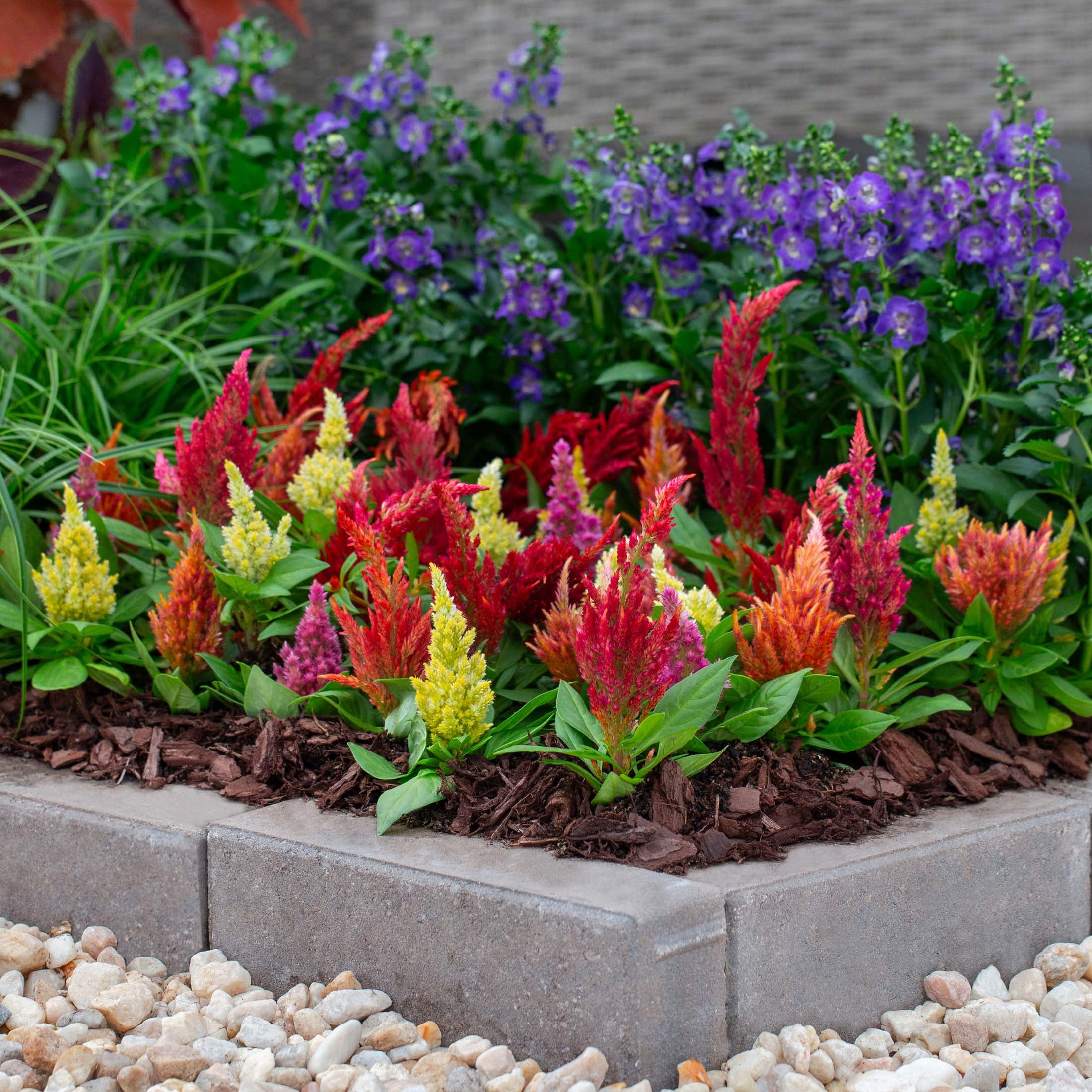 Expert Gardener 4PK Multicolor Celosia Live Plants with Grower Pack
