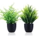 thumbnail image 1 of Pequeñas plantas artificiales en maceta negra, eucalipto artificial en maceta, miniplantas de césped artificial en maceta, vegetación para decoración del hogar, interior, oficina, mesa, habitación,, 1 of 6