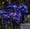 Multicolor, variant on General Solar Garden Light 4 Pack Outdoor Waterproof Firework Lights with 240 LEDs Twinkling Fairy Solar Lights Outdoor Garden Yard Pathway Decor, Gardening Gifts for Women Mothers Day (Warm White)