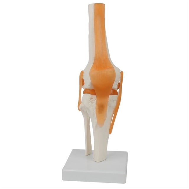 Modelo de Anatomía de la Articulación de la Rodilla A Tamaño Real 1:1 Recursos de Enseñanza de Ciencias Médicas Anatomia Cassroom Supplies