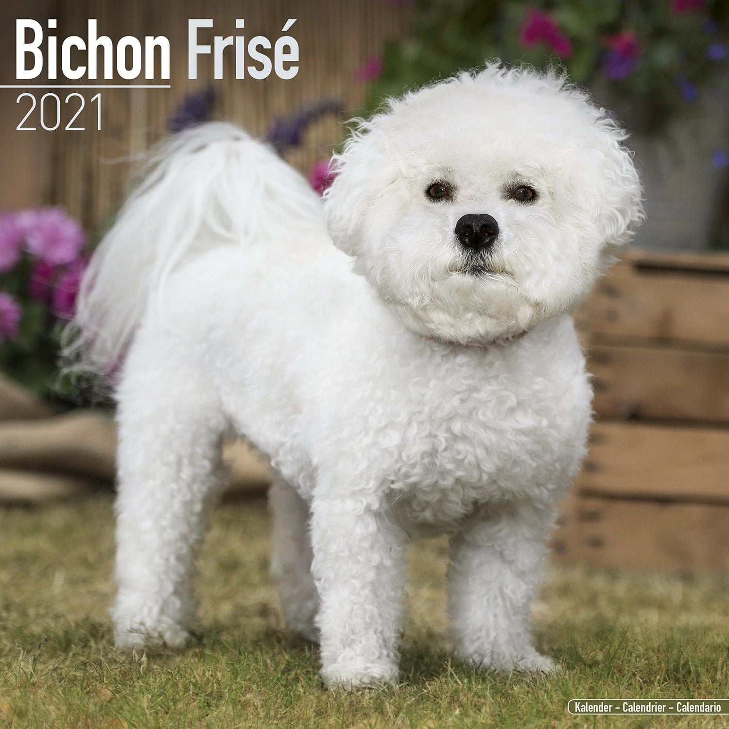 Bichon Frise Calendar 2021 Bichon Frise Dog Breed Calendar