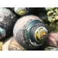 thumbnail image 2 of Grayscale 14x12 Gold Ornate Wood Framed with Double Matting Museum Art Print Titled - Shell Spiral I, 2 of 4