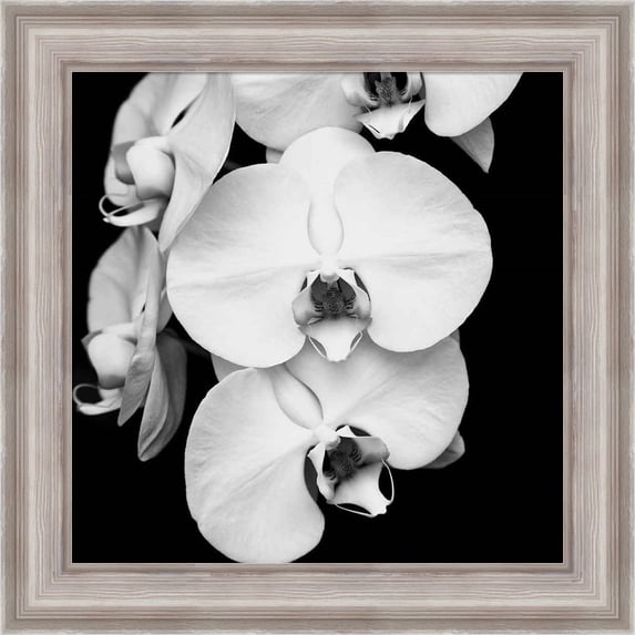 Great Art Now Orchid Portrait I by Jeff Maihara, Framed Wall Art, 20W x 20H