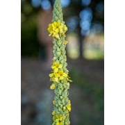 Plant Good Seed Mullein Seeds: Yellow Flowers, Green Leaves for Herbal Tea, Full Sun Easy Biennial
