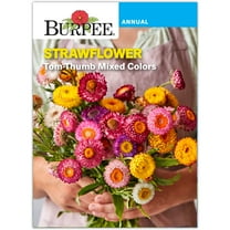 Burpee Tom Thumb Mixed Colors Strawflower