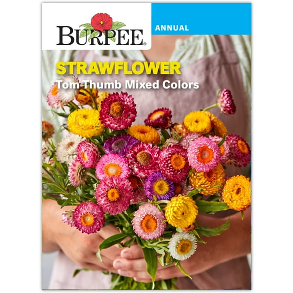 Burpee Tom Thumb Mixed Colors Strawflower