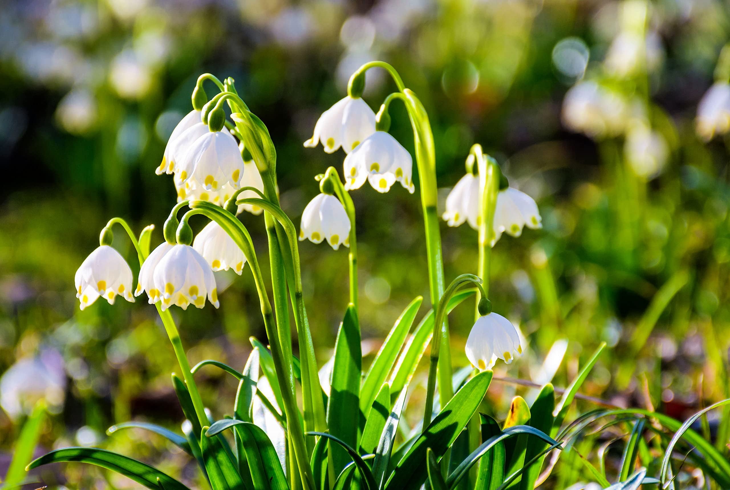 Lily of The Valley Bulbs for Planting Stunning White Weeping Flowers