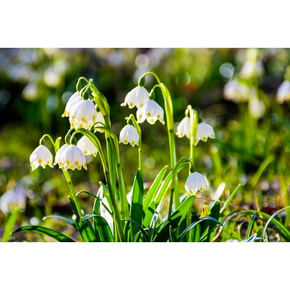 Lily of The Valley Bulbs for Planting - Stunning White Weeping Flowers - Fresh Leucojum Bulbs to Grow (20 Bulbs)
