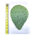 Creation Cultivated "" Prickly Pear Cactus Plant (1 Pad Cutting