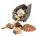 thumbnail image 3 of Cornucopia Basket - Seashell Harvest, Nautical Thanksgiving/Christmas Decor, Table Top Centerpiece, Wicker Cone & Natural Shells Decoration, 3 of 4