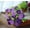 -D&3.9*11.8inch, variant on Quinlirra Artificial Flowers for Outdoor Summer Decor, UV Resistant Fake Flowers Faux Plastic Greenery Shrub Plant, for Wedding Indoor Home Porch Decor-A&3.9*11.8inch