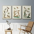 thumbnail image 4 of Antique Birds in Nature I - Framed Premium Gallery Wrapped Canvas L Frame 3 Piece Set - Ready to Hang, 4 of 4