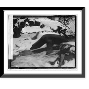 Historic Framed Print, Seal, zoo - 2, 17-7/8" x 21-7/8"