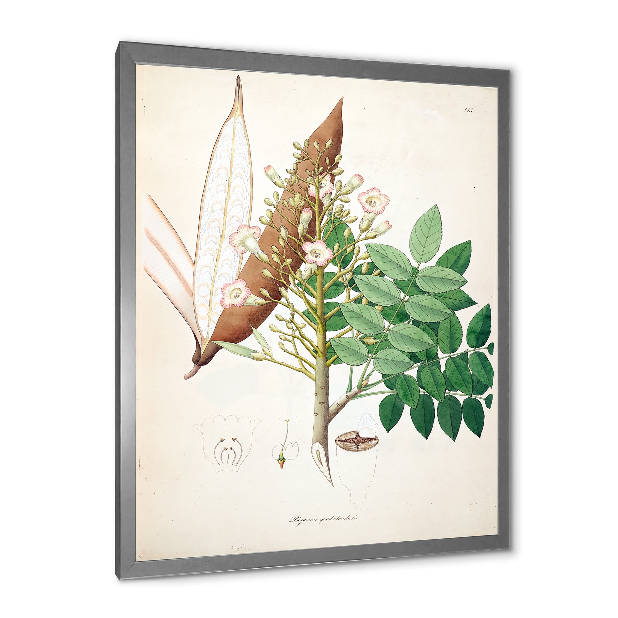 Designart 'Ancient Botanicals IX' Farmhouse Framed Art Print