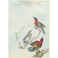 thumbnail image 3 of Aert Schouman 11x14 Black Modern Framed Museum Art Print Titled - Three Crimson Sunbirds (1780), 3 of 5