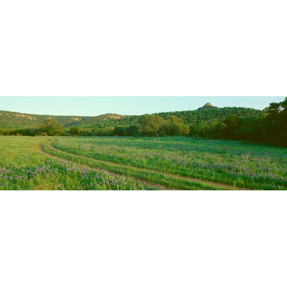 Blue Bonnets in Hill Country Willow City Loop Road Texas Canvas Art - Panoramic Images (36 x 12)