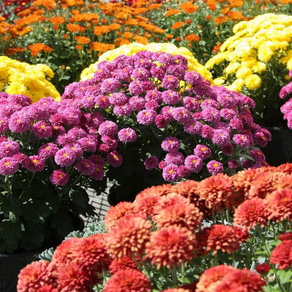 500  Chrysanthemum Flower Seeds for Planting MVR1 - Heirloom Ground Cover Seed Landscape Lawn Plant Perennial Flower Seeds