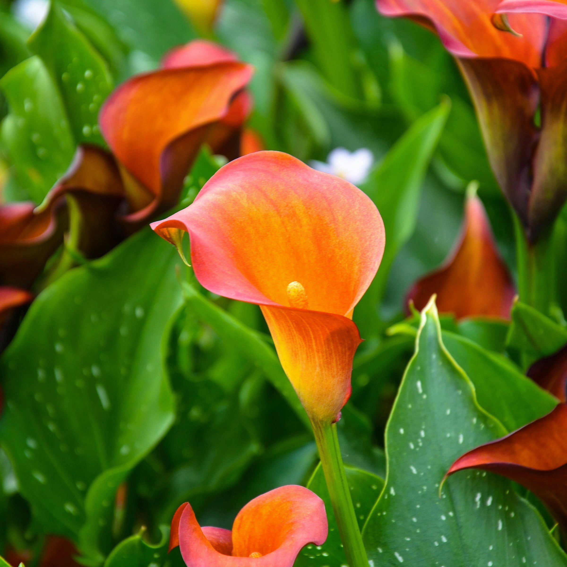 National Plant Network Calla Lily Fireworks Bulbs (6-Pack)