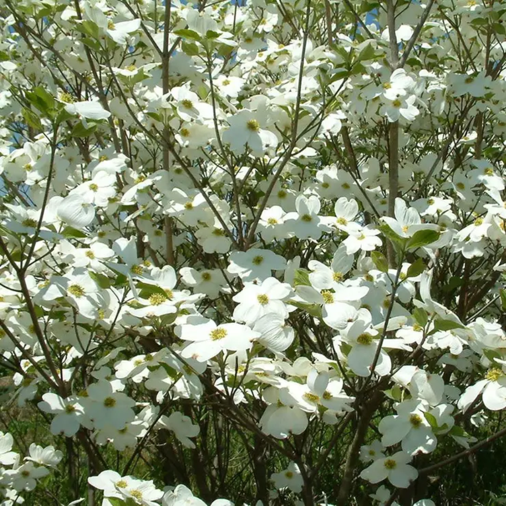 Expert Gardener 2-3 ft. tall Spring Grove Dogwood Live Tree in 5- Gallon Grower Pot