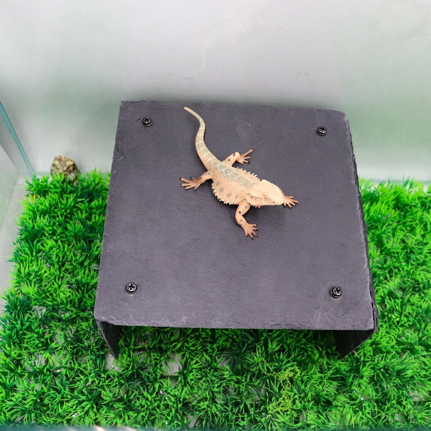 20th パラダイス・リゲインドセット01 30-JD1027-13 Exo Terra 20-Gallon Juvenile Bearded Dragon Starter Kit - Walmart.com