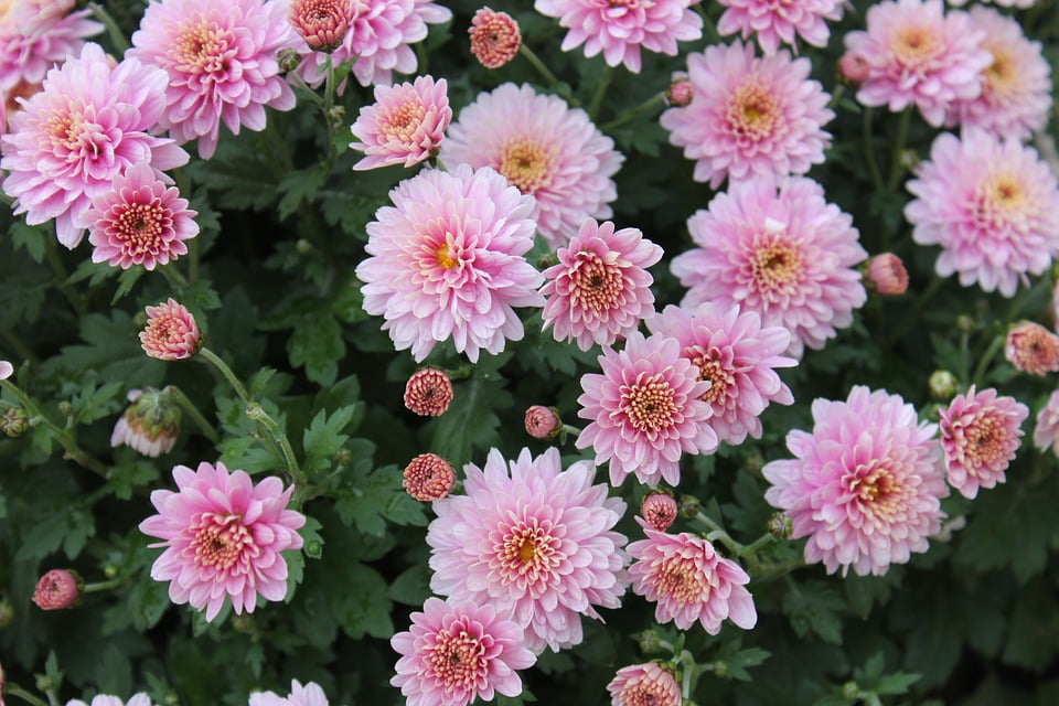 Chrysanthemum Morifolium
