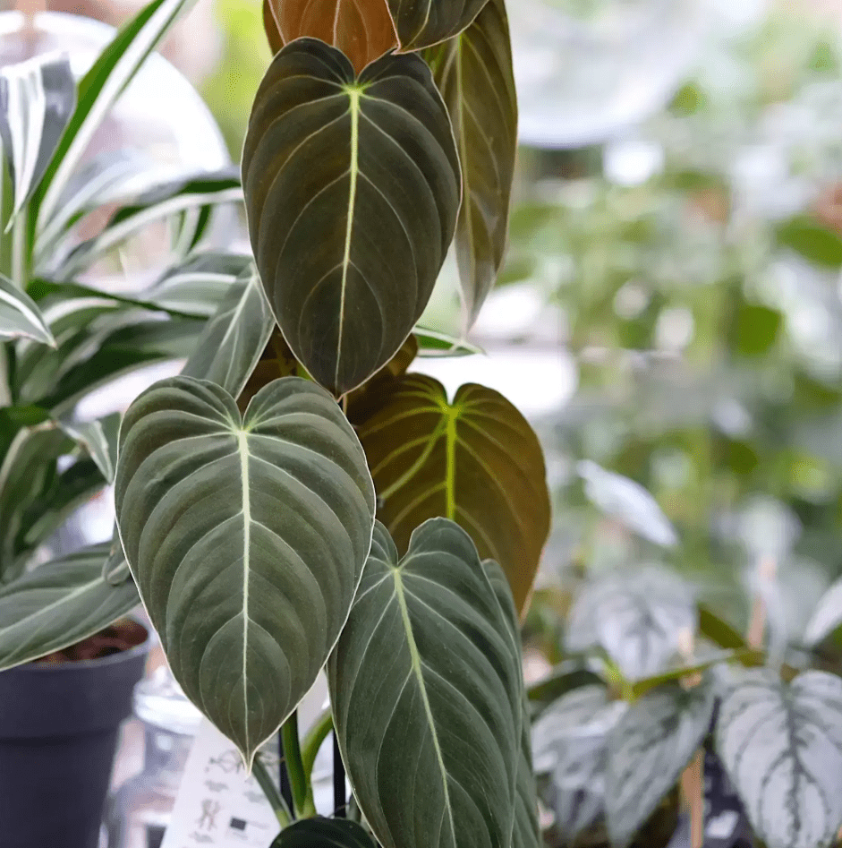 Philodendron Melanochrysum Live Plant, 5–9 Inch Tall Tropical Houseplant Starter, Velvety Dark Green Foliage for Indoor Growing