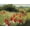 Unframed, variant on Art.com Sunlit Meadow Art Print by Mary Dipnall, 16" x 12"