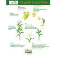 thumbnail image 4 of Organic Liquid Kelp Plant Fertilizer (5 Gallon) by GS Plant Foods | Omri Organic Listed Seaweed & Kelp Fertilizer Solution | Kelp Seaweed Plant & Vegetable Growth Concentrate for Gardens, Lawns & Soil, 4 of 6