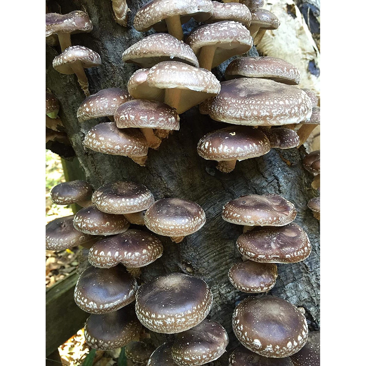 100 Shiitake Mushroom Plugs/Dowels to Inoculate Logs or Stumps to Grow Gourmet and Medicinal