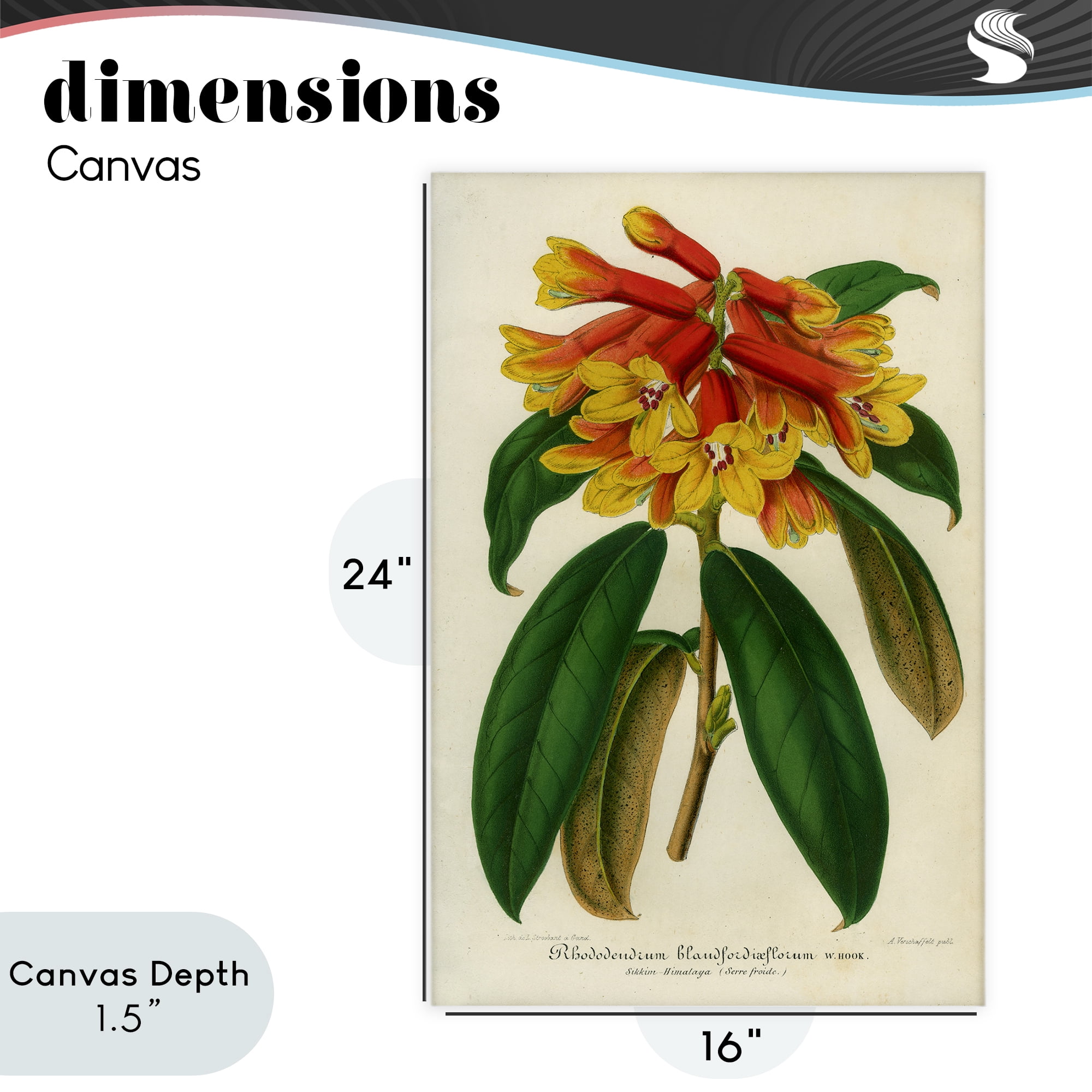 Stupell Industries Orange Yellow Rhododendron Canvas Wall Art, design by Print Collection
