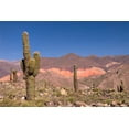 thumbnail image 2 of Pasacana Cactus Trichocereus Pasacana Wall Mural by Wallmonkeys Peel and Stick Graphic (24 in W x 16 in H) WM226712, 2 of 4