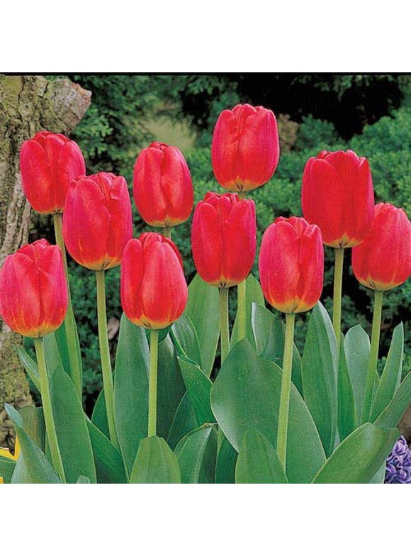 Tulip Bulbs in Plant Bulbs