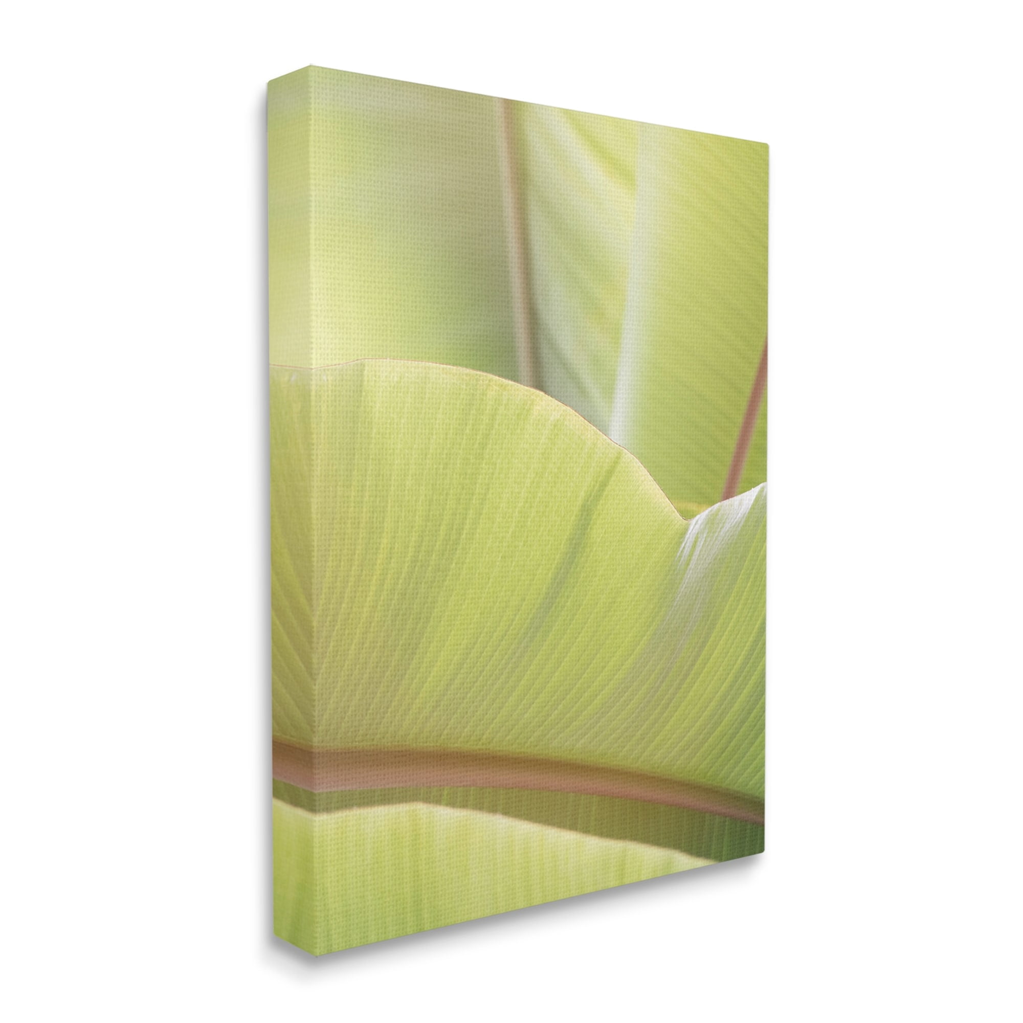 Stupell Modern Botanical Close Up Leaf Botanical & Floral Photography Gallery Wrapped Canvas Print Wall Art